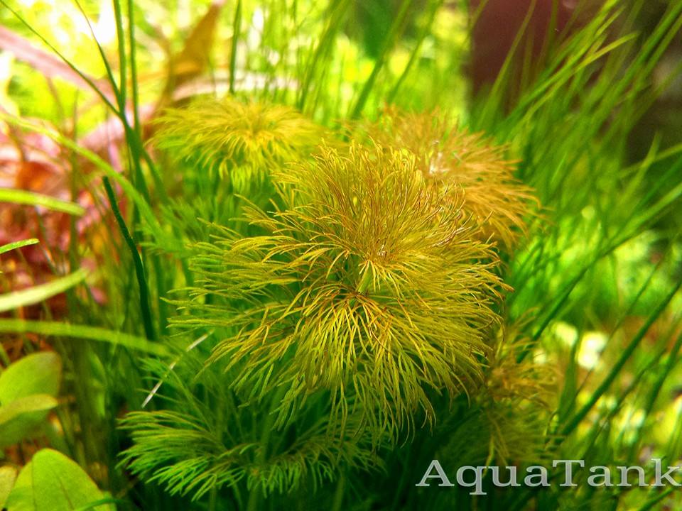Limnophila Brown aquarium plant AquaTank Rare Aquarium Plants